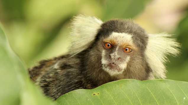 Illustration for article titled A Small Cocktail Hour Will Be Held At The Conclusion Of This List Of Adorable Marmosets